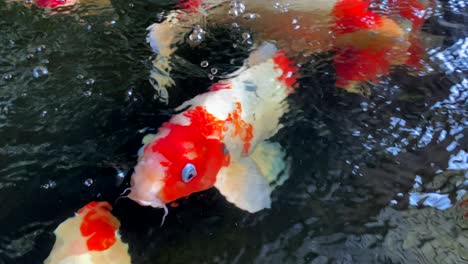 Un-Pequeño-Grupo-De-Peces-Koi,-O-Nishikigoi,-O-Carpa-Amur,-Nadando-Activamente-En-Un-Estanque-De-Peces