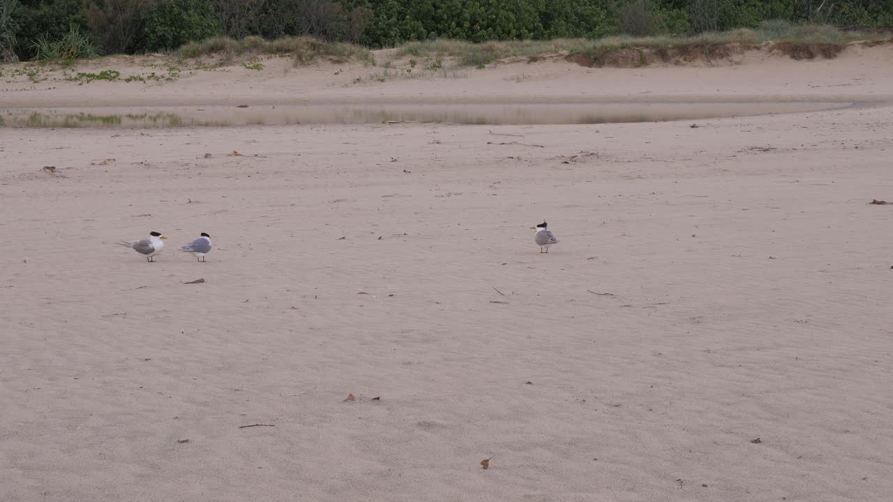 Greater Crested Tern Birds On The Shore In Currumbin Alley, Gold Coast, Australia - Wide Shot