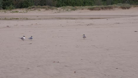 Greater Crested Tern Birds On The Shore In Currumbin Alley, Gold Coast, Australia - Wide Shot