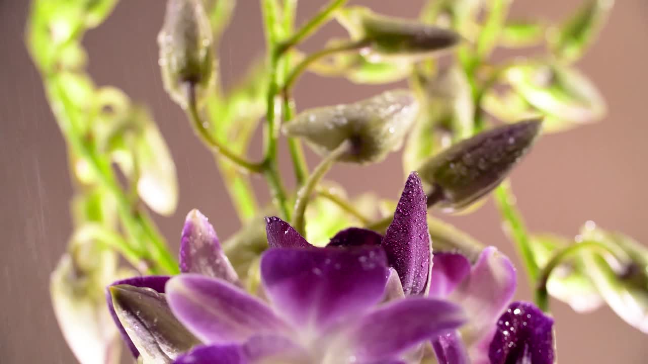 4k 아름다운 신선한 보라색 오키디, 클로즈업