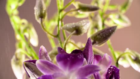 4k beautiful fresh purple orchid, close up