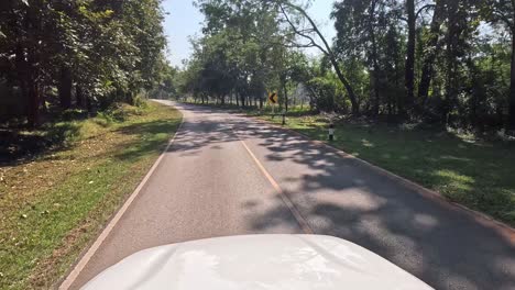 car journey on a sunny, tree-lined rural road