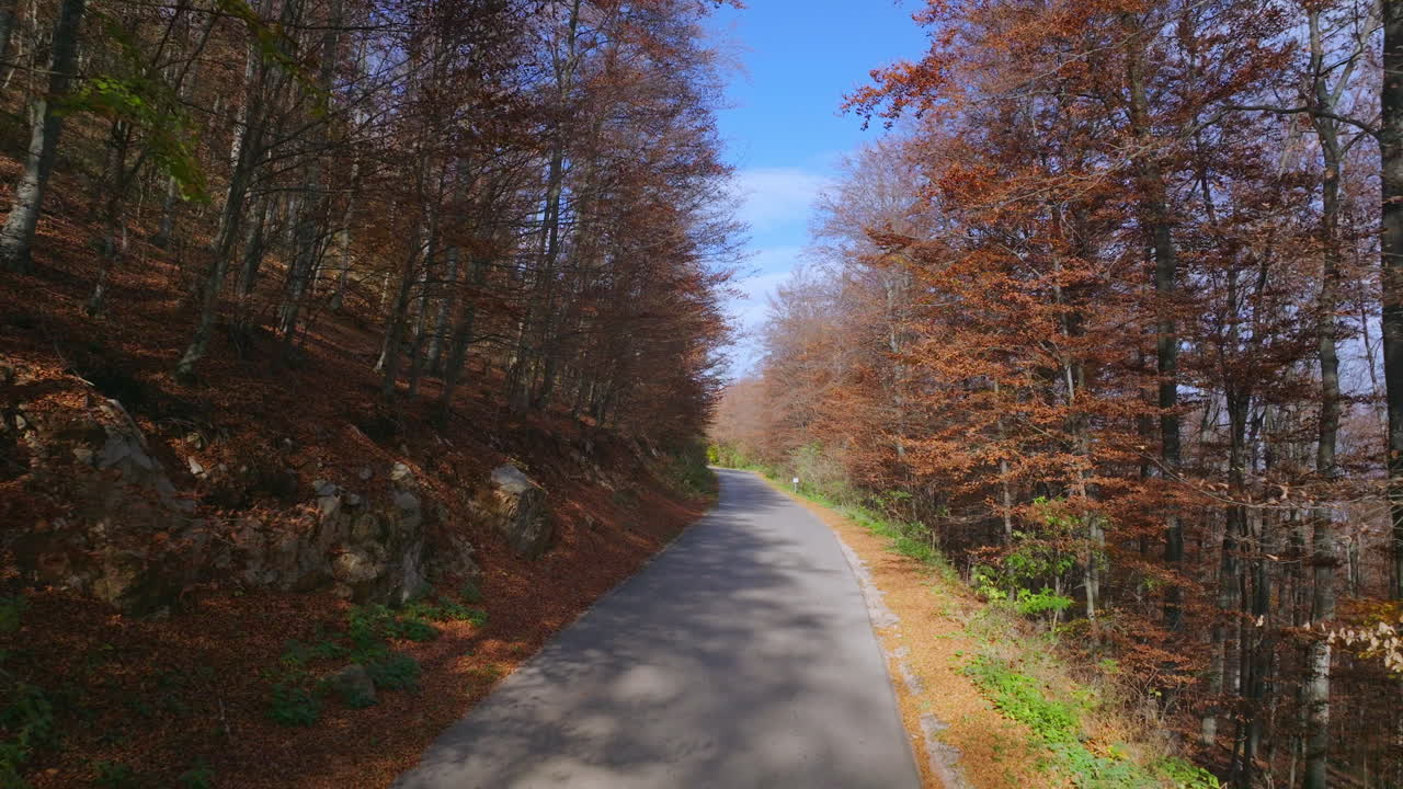 Autumn Road Through Forest