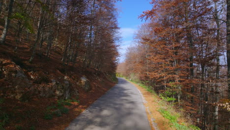 autumn road through forest