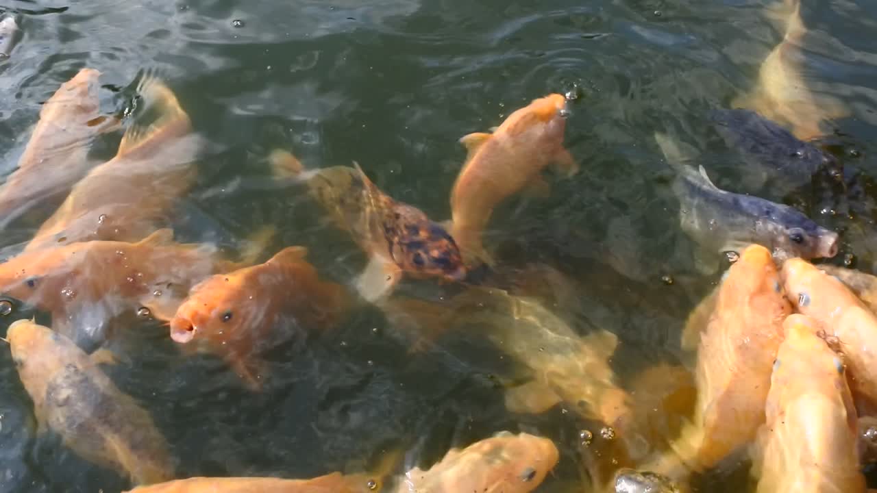 인공 연못에서 물고기 양식