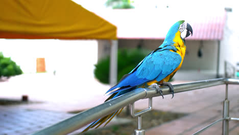 toma general de un loro colorido tendido en una cerca metálica