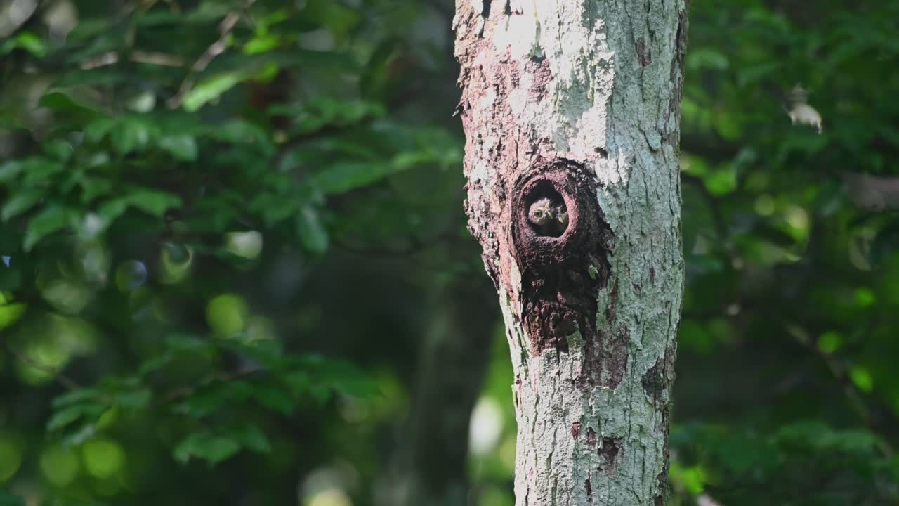 búho pigmeo con collar, taenioptynx brodiei, parque nacional kaeng krachan, tailandia