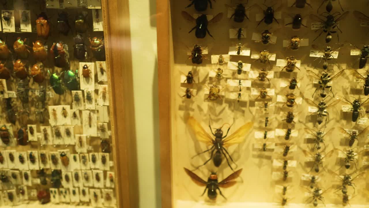 A detailed view of various insect specimens in a well-lit display case, showcasing diverse species and vibrant colors