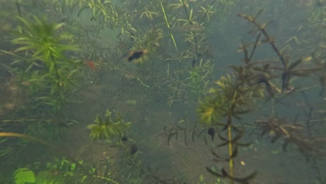 observing aquatic plants and environment in a pond.