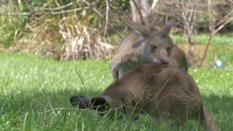 eastern grey kangaroos licking and cleaning each other in lush green field