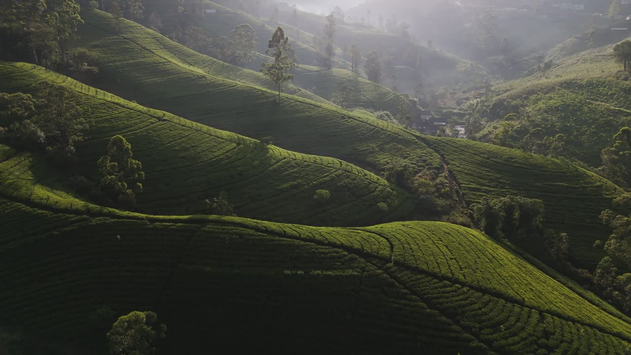 Tea plantation Sri Lanka. Undulating lumpy waving hills covered in lush green farmland creating a mystic fairytale landscape during early morning light. Drone aerial landscape.