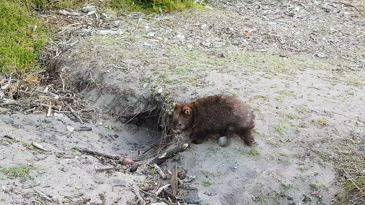 Wombat in the wild slowly walking back to its burrow entrance