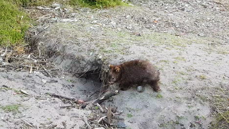 Wombat-in-the-wild-slowly-walking-back-to-its-burrow-entrance