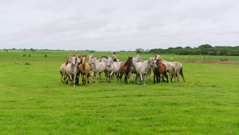 wide shot of a mixed-color horse herd grazing in a vast green pasture under a cloudy sky. calm and free, they embody rural tranquility, natural beauty, and life in open countryside.