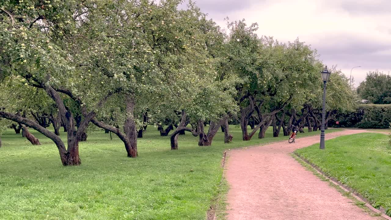 Panorama of an apple orchard and a lonely bicycle (4K60)