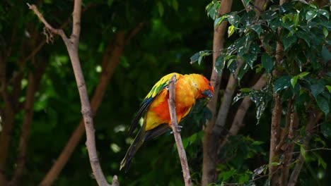 a sun parakeet turns his head sideways as he balances on a branch in the forest