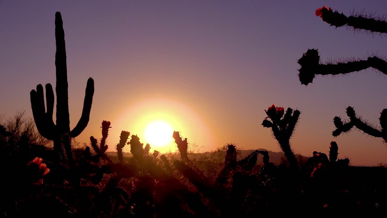Un bellissimo tramonto dietro dei cactus nel Parco Nazionale Saguaro cattura perfettamente il deserto dell'Arizona.