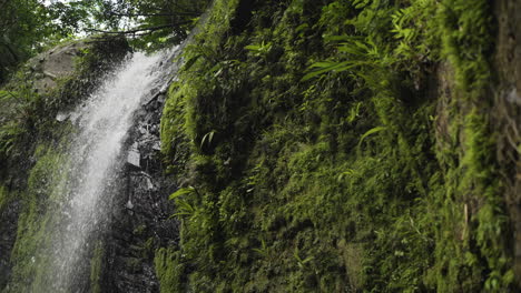 slow motion shot of a small waterfall deep in the puerto rican jungle