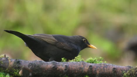 Close-up-shot-of-a-male-common-black-bird-sitting-on-a-branch-with-lichen-and-looking-around-before-flying-off-with-another-bird,-slow-motion