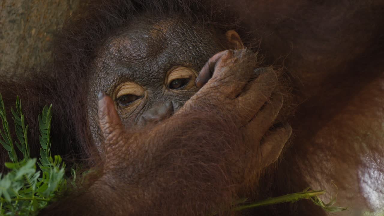 primer plano extremo de la cara y los ojos de una hembra de orangután comiendo fruta
