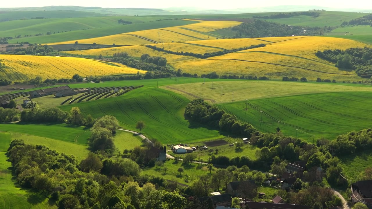 Aerial drone view of a small Czech hamlet nestled among green trees with vast yellow rapeseed fields and rolling hills spreading to the horizon, Moravia, Czech Republic.