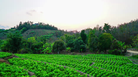 timelapse-nursery-garden-on-hill-in-Thailand