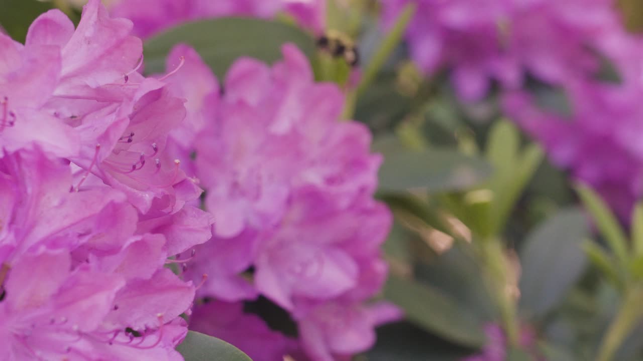 Tampilan gerak lambat Rhododendron dengan lebah bumble beterbangan