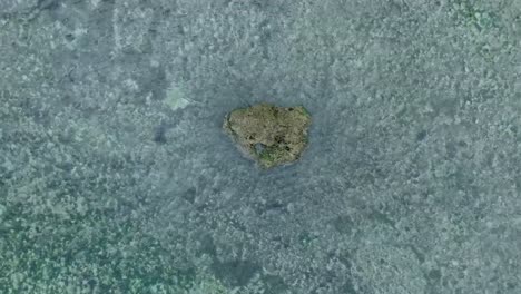 Top-Down-Slow-Motion-Drone-View-of-Waves-crashing-over-shallow-coral-reef-and-big-rock-in-Uluwatu-Bali-Indonesia