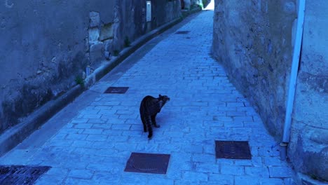 cat-air-through-small-historic-alley-in-a-village-in-france-and-scratches-itself
