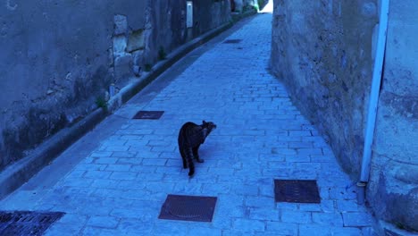 cat air through small historic alley in a village in france and scratches itself
