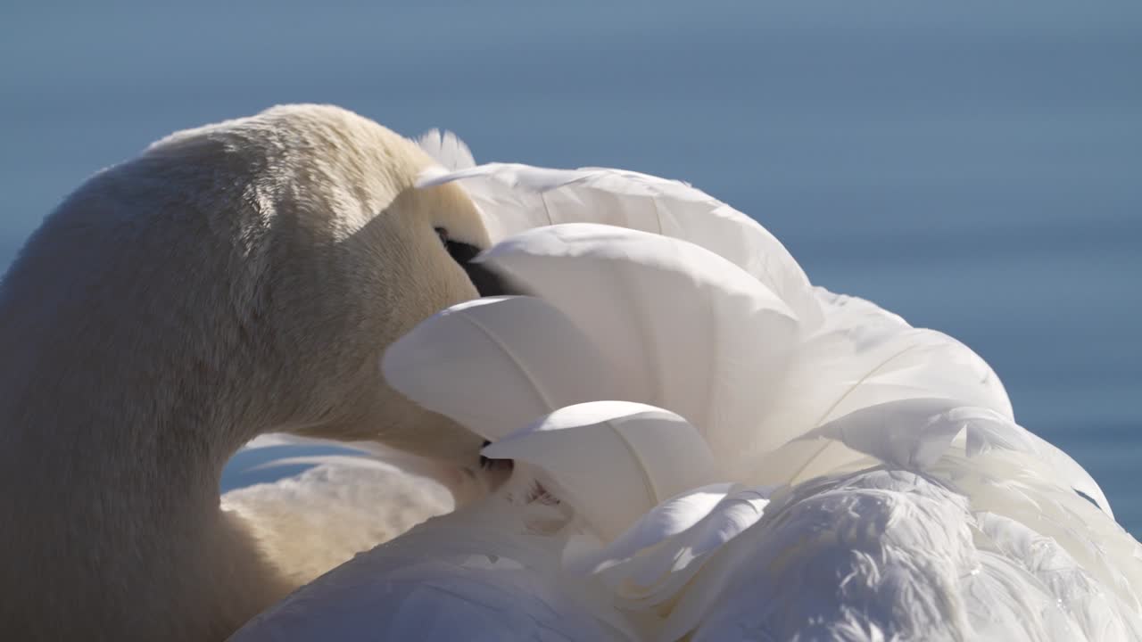 Hvit svane steller fjærene i rolig, blått vann, nærbilde av naturlig atferd, elegant fugleliv, fred og mykt lys utendørs