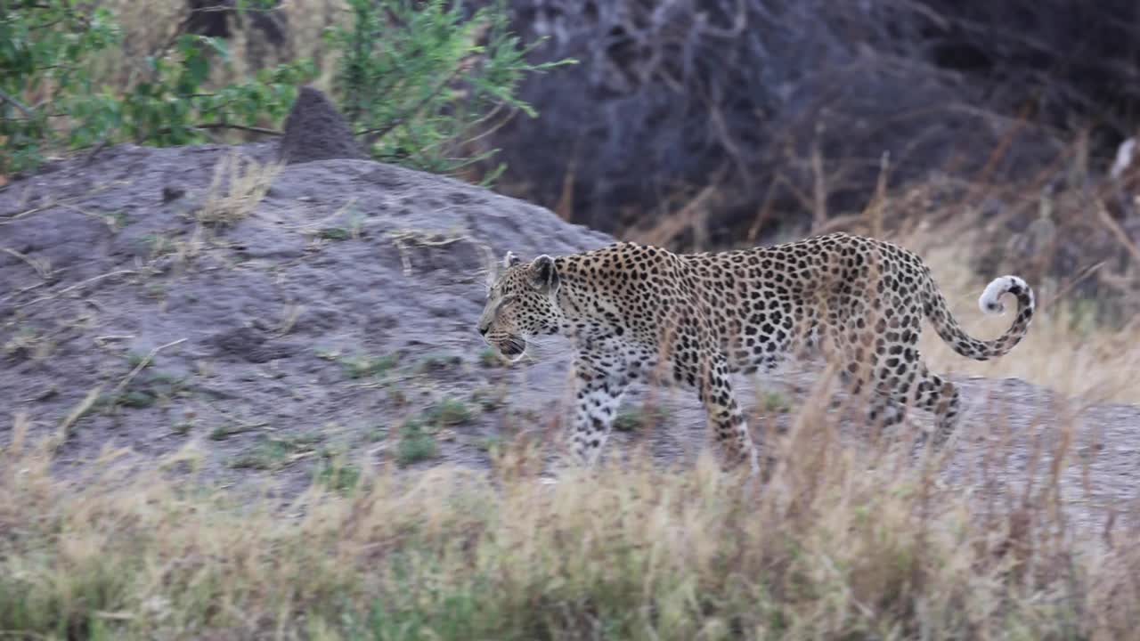 toma panorámica de un leopardo caminando por la hermosa zona de khwai en botswana