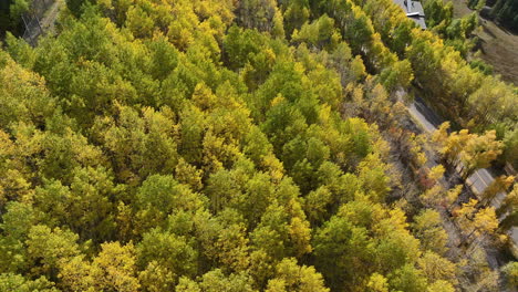vibrant yellow and green forest in telluride, colorado, aerial view