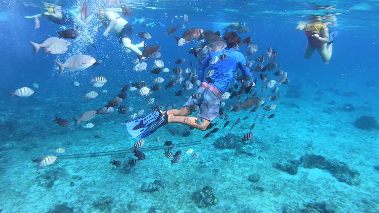 수중 수영을 따르는 물고기 떼 | 푸른 바다에서 수중 수영을 따라 모든 물고기 | 다이버| 관광객 비디오 배경 사진을 찍는 물고기 떼와 수중 사진 작가