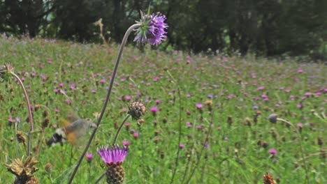 hummingbird hawk-moth feeding on knapweed in the wildflower meadow at augill pasture nature reserve cumbria uk