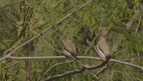 a pair of african silverbills perched on tree branches, showing calm nature and wildlife beauty