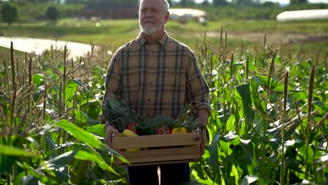Medium-wide-angle-farmer-is-holding-a-box-of-organic-vegetables-in-field-look-away-from-camera-at-sunlight-agriculture-farm-field-harvest-garden-nutrition-organic-fresh-portrait-outdoor-slow-motion
