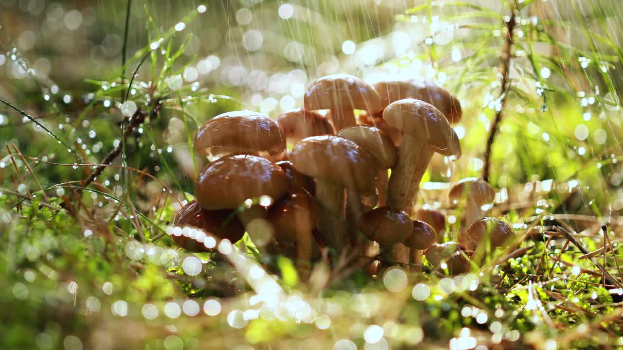 비가 오는  ⁇ 빛이 비는 숲에서  ⁇ 의 아가릭의 armillaria 버섯.