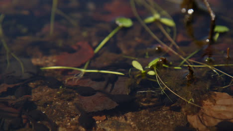 Detailed-Close-Up-of-Tadpoles-Amongst-Moving-Pondweed-and-Leaves,-Showcasing-Life-in-a-Shallow-Summer-Pond