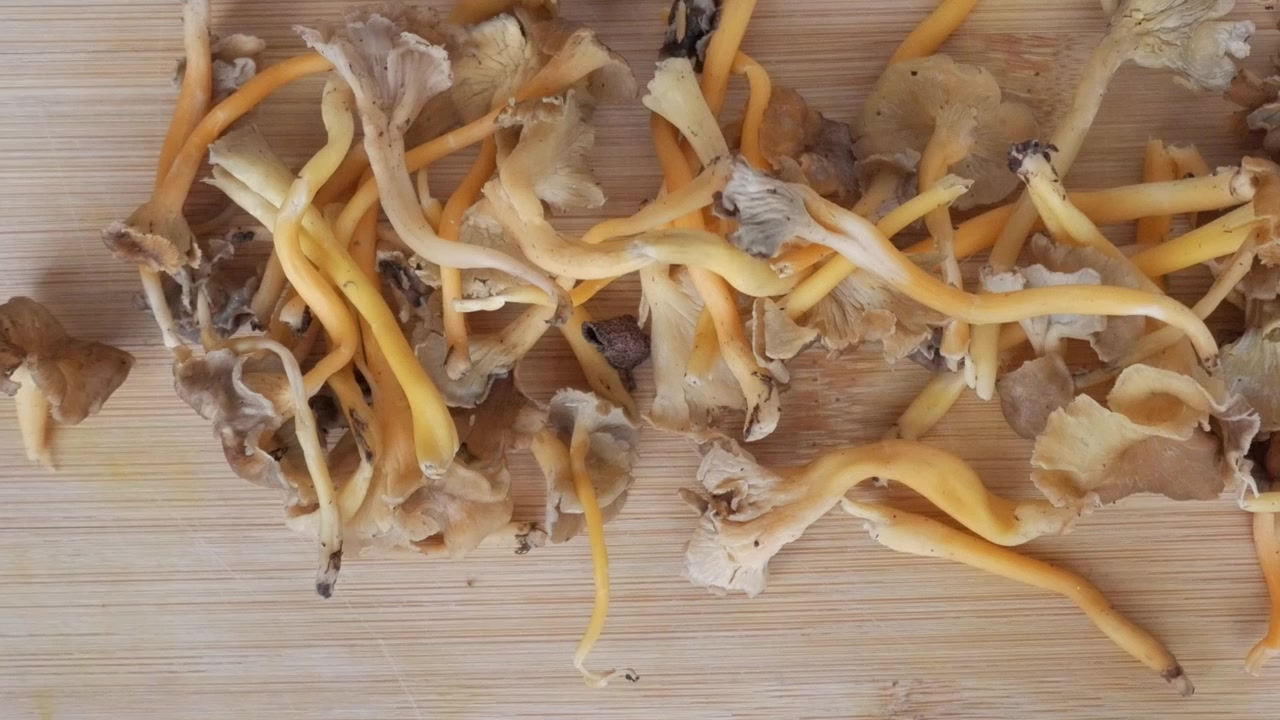 Funghi freschi assortiti in cassette di legno esposti alla luce del sole su una superficie bianca.