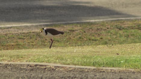 plover de ala de regazo enmascarado squwarking de pie en la hierba por la carretera