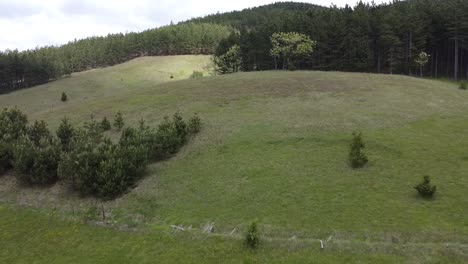 wiese und wald. drohnen-aufnahme