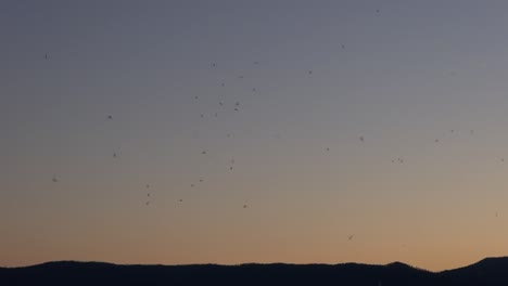 Flying-insects-gather-lakeside-at-dusk