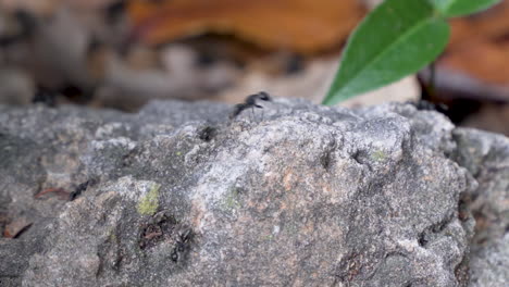 busy ant colony in rocky undergrowth with plants panning right to left