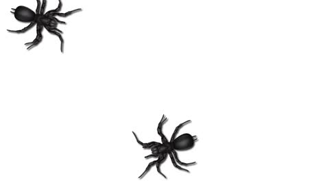 spiders crawling on a white background