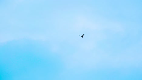 lone bird in flight against heavy wind in a clear blue sky