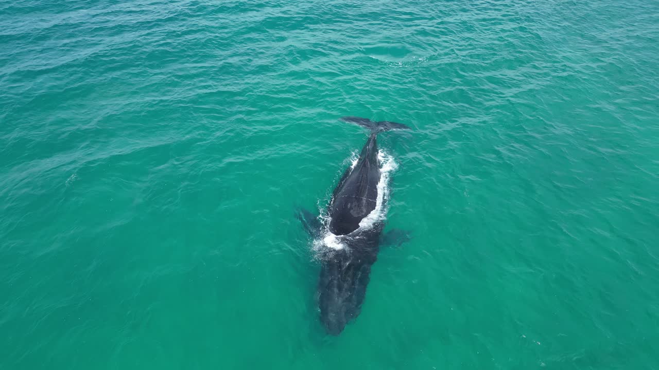 오스트레일리아의 은 인도양에서 성인 어리 고래의 드론 촬영을 확립합니다.