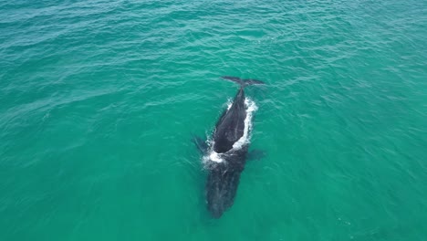 estableciendo una toma de drone de una ballena jorobada adulta en el océano índico, australia