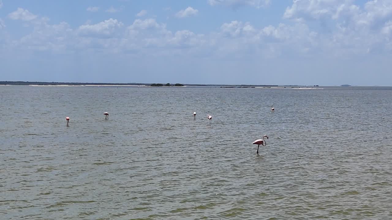 Pink Flamingos in shallow waters in Yucatan Mexico
