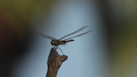 libélula relajándose en el palo